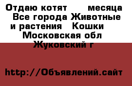 Отдаю котят. 1,5 месяца - Все города Животные и растения » Кошки   . Московская обл.,Жуковский г.